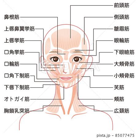 人中部 部位